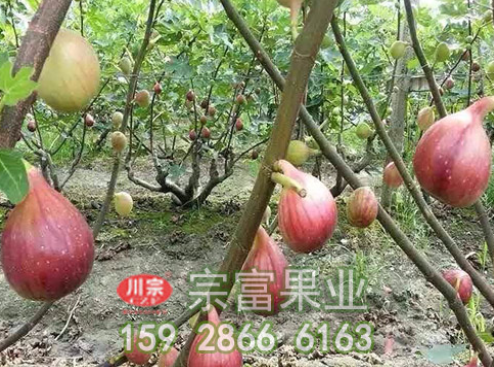 种植无花果的扦插管理技巧