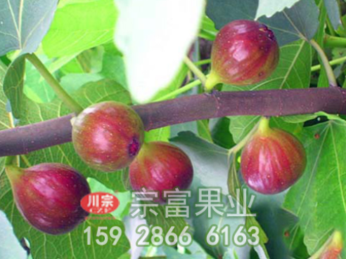 不利于无花果苗生长的六种土壤