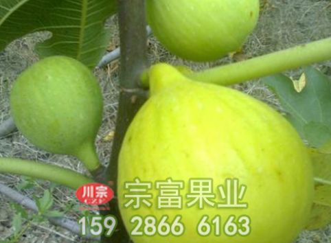 无花果根可以治疗痔疮吗?