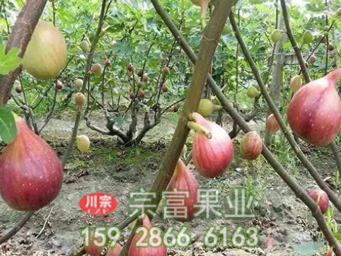 无花果苗栽种时有哪些注意事项呢