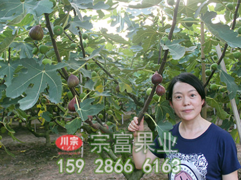 无花果苗正确的育苗方式
