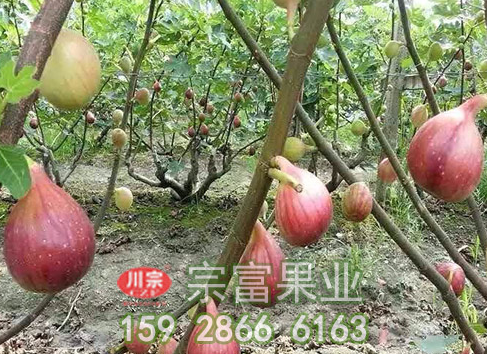 无花果苗果园：覆膜不如覆草