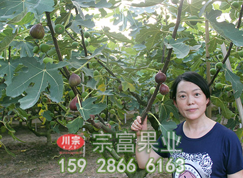 无花果苗的高产栽培技术