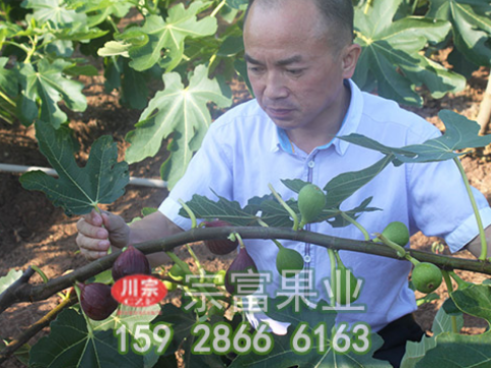 无花果苗施肥要领