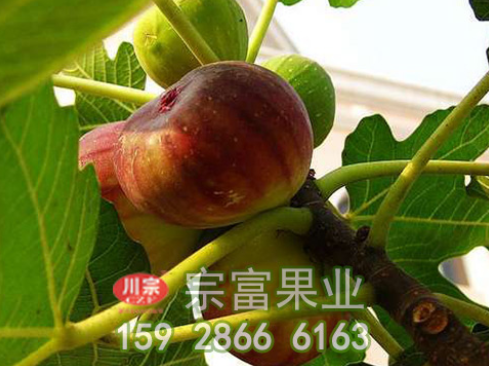 无花果苗修剪整形做好也是能提高苗木质量