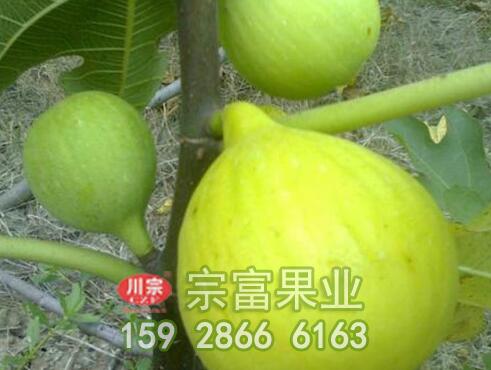 无花果苗种植的品种选配