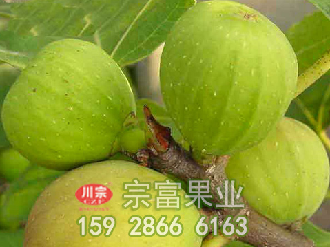 无花果苗能治白癜风？是真的吗？