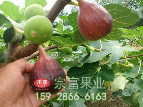 无花果苗栽后管理技术