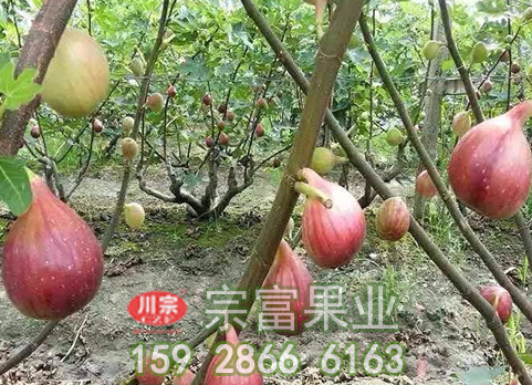 无花果苗栽培技术详解