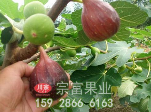 无花果树苗如何枝短果实