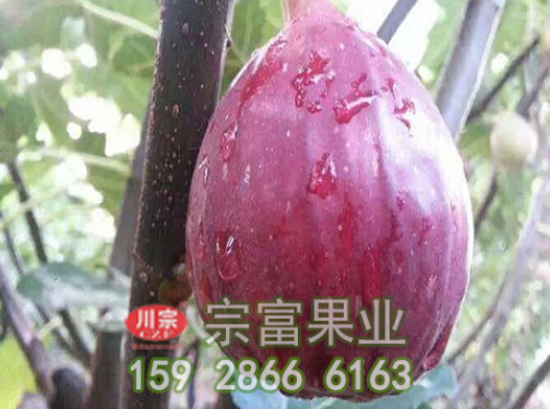 无花果苗怎么提高产量